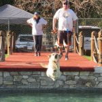 Dogs fly at Dawg Waterpark in Murrieta
