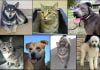 Pets of the Week