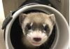 1st clone of US endangered species, a ferret, announced