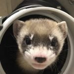 1st clone of US endangered species, a ferret, announced
