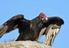 All about turkey vultures