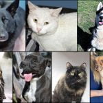 Pets of the Week