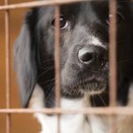 Guide to adopting a shelter pet