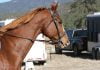 Anza resident shares some horse and vehicle safety tips