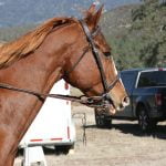 Anza resident shares some horse and vehicle safety tips