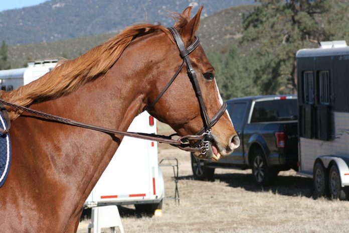 03-12-21-ANZA-Horses and auto safety-DSphoto-1