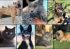 Pets of the Week