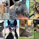 Pets of the Week
