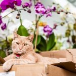 March is National Pet Poison Prevention Month