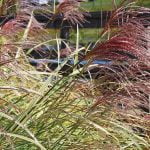 Low-maintenance lawn alternatives