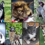 Pets of the Week
