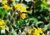 Fiddleneck plant is toxic to horses