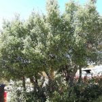 Scrub oak trees flourish in Anza