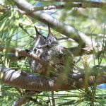 Take care with wild animal babies