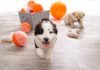 Best Friends Animal Society celebrates National Puppy Day with puppy advice for new pet parents