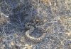 Rattlesnakes abound in the Anza Valley