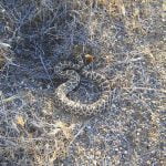 Rattlesnakes abound in the Anza Valley