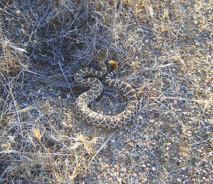 04-09-21-ANZA-Rattlesnakes-DSphoto-1
