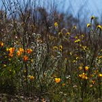 Investigation continues into dead body found on Palm Springs trail