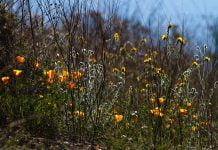 Investigation continues into dead body found on Palm Springs trail