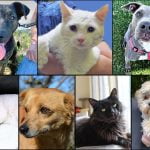 Pets of the Week
