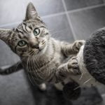 Prevent pet-related damage to the house