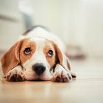 Learn the signs of vision problems in dogs