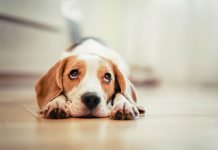 Learn the signs of vision problems in dogs