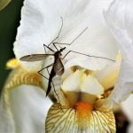 Crane flies appear once again in Anza