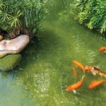 How to add plants to water features