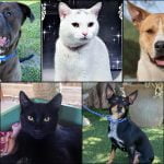 Pets of the Week