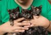 Kitten season is anything but cute for animal shelters