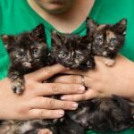 Kitten season is anything but cute for animal shelters