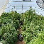 Sheriff’s deputies conduct marijuana eradication activities in Anza