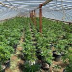 Public Hearing Set to Scrutinize Proposed Cannabis Outlet in Winchester