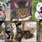 Pets of the Week