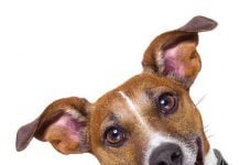 Fast food for pooches: How to safely feed your pup if you’ve run out of food