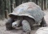 Wayward Tortoise Found on Eastvale Street Taken Home