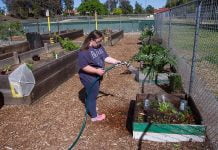 Acceptance blooms at community garden