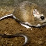 RCHCA protects habitat for 25 years