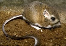 RCHCA protects habitat for 25 years