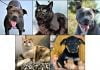 Pets of the Week