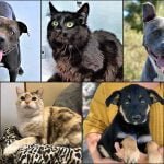 Â Animal shelters offer pets at minimal cost for monthlong adoption drive