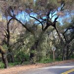 Can trees talk with one another?