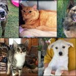 Pets of the Week