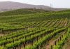 Temecula Valley Wine Country Tourism District destined for five-year renewal