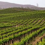 Supervisors set to approve infrastructure district for Temecula Wine Country