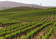 Temecula Valley Wine Country Tourism District destined for five-year renewal