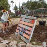 Volunteers plant jacarandas at community garden