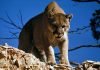 Cougar found dead in San Gabriel Mountains, cause of death unknown